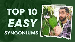  Top 10 Hidden Gems Syngoniums You NEED   Dive In Now