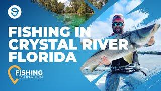Crystal River Fishing A Quick Guide