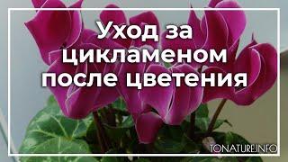 Уход за цикламеном после цветения  toNature.Info