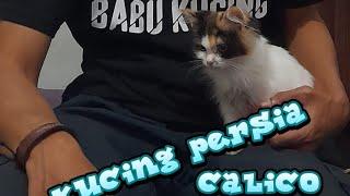 Kucing motif calico  #calico #cat #persiacats