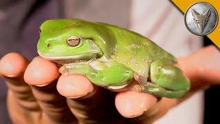 My BIG FAT Green Tree Frog