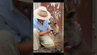 Swamp wallabies #australianwildlife #australia #wildlife #animals #nature #wallaby