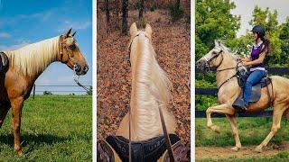 Smooth Gaited Horse Breeds From the United States  Part 1