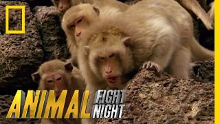 Clash of Macaque Monkey Clans  Animal Fight Night