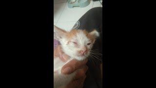 Nemu Kucing dijalan kondisi sakit #shorts #rescuecats