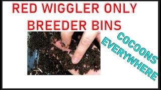 Red Wiggler Only Bins Breeding Like  Nuts