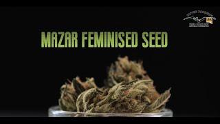 Mazar -  Feminised Seed