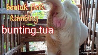 bentuk fisik kambing babon bunting tua