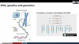 BRCA1 and BRCA2 and Associated Cancer Risks and Management for Males