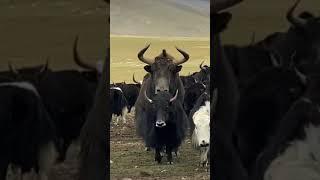 Wild Yak is Much bigger then domestic Yak #yakfight #biganimals #Tibet #wildlife #wildyak