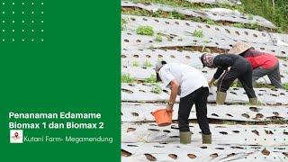 Penanaman Edamame Biomax 1 dan Biomax 2 di Kutani Farm Megamendung