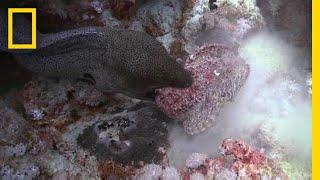 The Battle Between Eel and Stonefish Is One-Sided  National Geographic