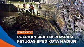 MADIUN - Puluhan Ular Dievakuasi Petugas BPBD Kota Madiun