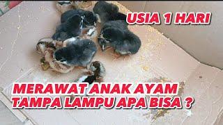 cara merawat anak ayam baru netas Tampa lampu apa bisa ?