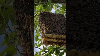 Рой пчел #пчеловодство #пчела #пасека #пашка1 #рой
