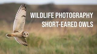 Photographing SHORT-EARED OWLS in KENT - Wildlife Photography - OM SYSTEM OM-1