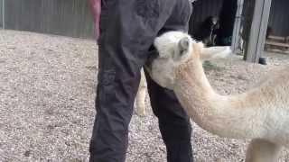 Bottle feeding alpacas