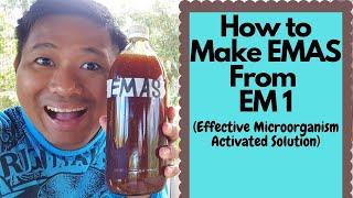 How to make EMAS Effective Microorganism Activated Solution from EM1 How to make EMAS