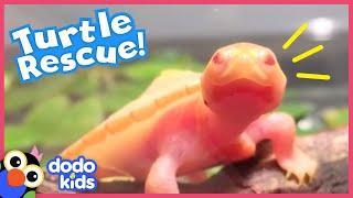 Guy Adopts A Tiny Turtle With A Hole Over Her Heart  Animal Videos For Kids  Dodo Kids