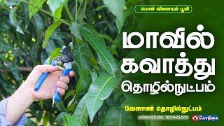 மாவில் கவாத்து தொழில்நுட்பம்