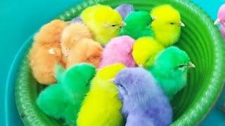 Cara Anak ayam warna warni bertahan hidup mencari makan Ayam rainbow ayam pelangi lucu lucu