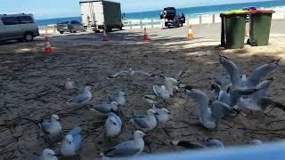 Feeding Seagulls and Cockatoos at Beach in Wollongong