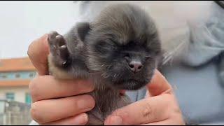 The newborn puppy was abandoned by the roadside feeling cold and hungry crying incessantly.