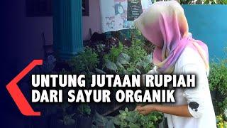 Raih Jutaan Rupiah Dari Usaha Tanaman Sayur Organik