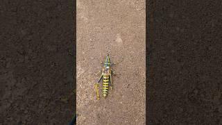Barber Pole GrasshopperInsects Video