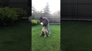 Cane Corso Dog Training #canecorso #köpek #shorts #short