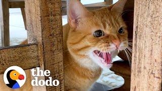 Cat Hates Everyone — Especially Children But Shes Obsessed With Her Granddad   The Dodo Cat Crazy