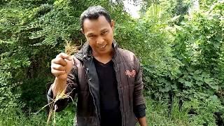 Mencari kebenaran bulu perindu dari rumput bujang