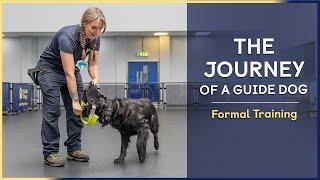 Formal Training  Episode 5  The Journey of a Guide Dog
