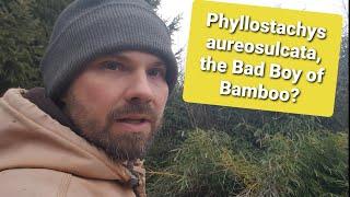 Phyllostachys aureosulcata  A Misunderstood Plant