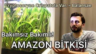 Bakımı Kolay Akvaryum Bitkisi Amazon  Crypto Balansae