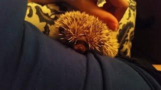 Hedgehog Grumpy Sounds