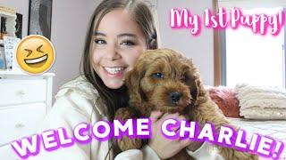 Getting my 1st Puppy Meet Mini Golden doodle Charlie