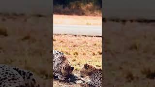 Hunter Cheetah  #shortsvideo #shortsfeed #shortvideo #hunter