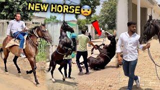 FINALLYFARM Pr New Horse Aane Waala Hai  MEHNAT SAFAL ️