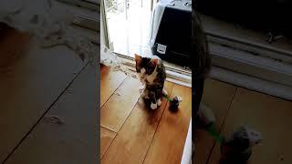 Cat in a trap #viral #cat #shorts