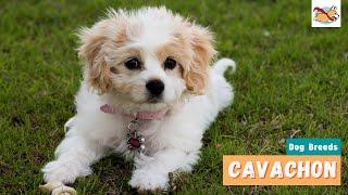 Cavachon A Complete Visual Guide To This Adorable Little Dog