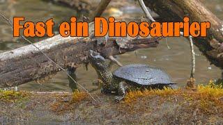 Europäische Sumpfschildkröte  Urwälder Rheinauen  Emys orbicularis