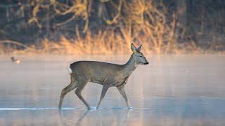 Early morning at the half frozen lake - Wildlife photography