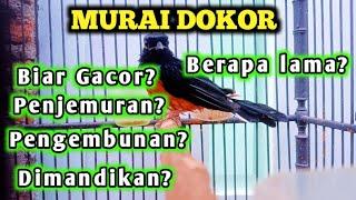 Perawatan murai dokor yang bikin penasaran  murai dokor biar gacor