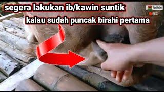 sapi sudah mulai birahi pertama harus segera di IB kawin suntik