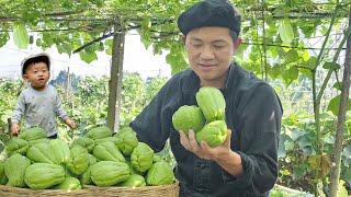 Harvesting chayote – Family meal ideas BayNguyen