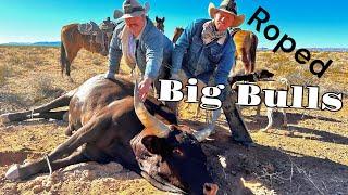 Roping Big Bulls on the Bundy Ranch We filled the trailer