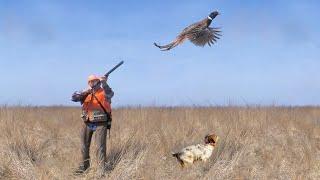 Коллективная охота на фазана лучшее