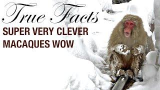 True Facts Macaques