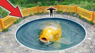 Worlds Largest Koi Fish